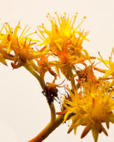 Add your one line caption using the Image tab of the Web Properties dialog